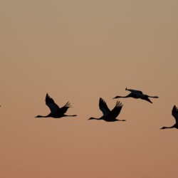 Grues au couchant / LE MÉNER Marc 