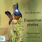 affiche rêves d'oiseaux_carre