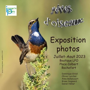 affichettes rêves d'oiseaux LPO site internet copie