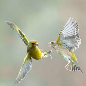 L'agression / GIROD Dominique