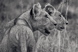 Les deux soeurs / LECONTE Dominique