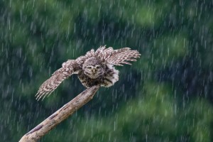 La pluie / XUEREF Joseph