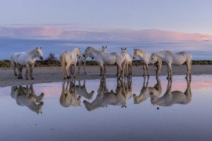 Dominique Girod - Camargue 