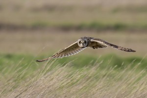 Le regard du hibou / Daniel Hémar