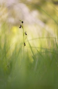 Ophrys mouche / Agnès Hulin