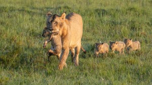 Lionne et ses petits / Marc Le Méner