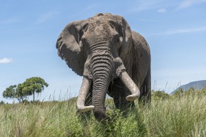 Eléphant à la balise / Danielle Fourchaud