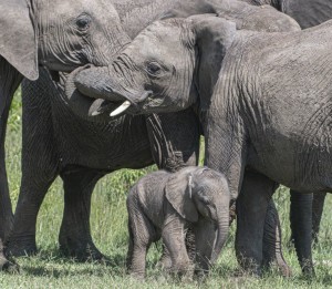 Bébé éléphant juste né / Danielle Cadusseau