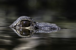 Aligator Eye