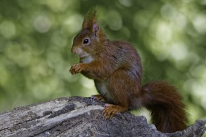 Ecureuil roux