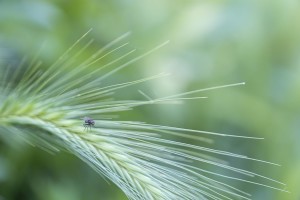 L'intruse / Anne Bellancourt